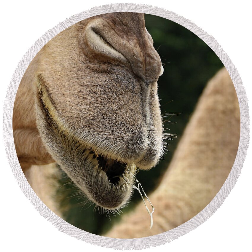 Camel Round Beach Towel featuring the photograph Camel by M Kathleen Warren