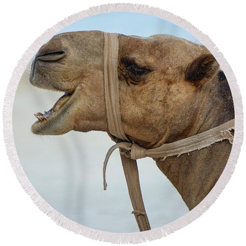 Camel Round Beach Towel featuring the photograph Camel portrait by Gareth Parkes