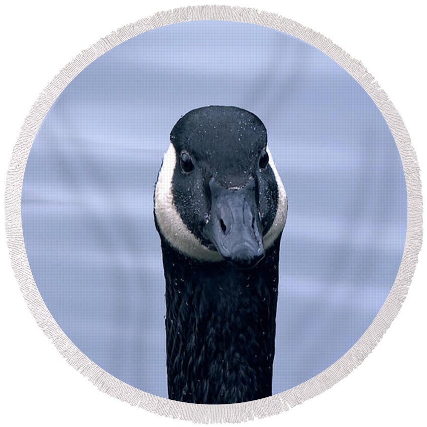 Affinity Photo Round Beach Towel featuring the photograph Canada goose head shot by Pics By Tony