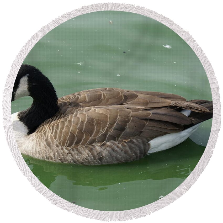  Round Beach Towel featuring the photograph Canada Goose by Heather E Harman
