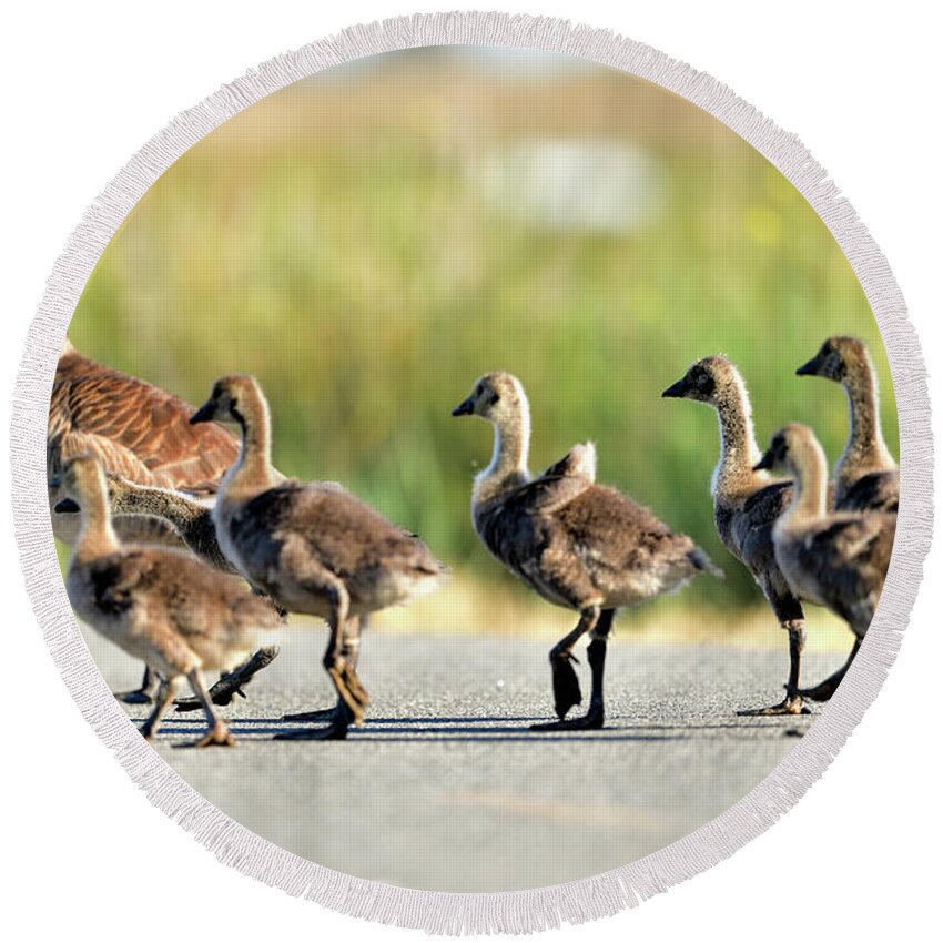 Canada Round Beach Towel featuring the photograph Canada goose with gosling by Amazing Action Photo Video