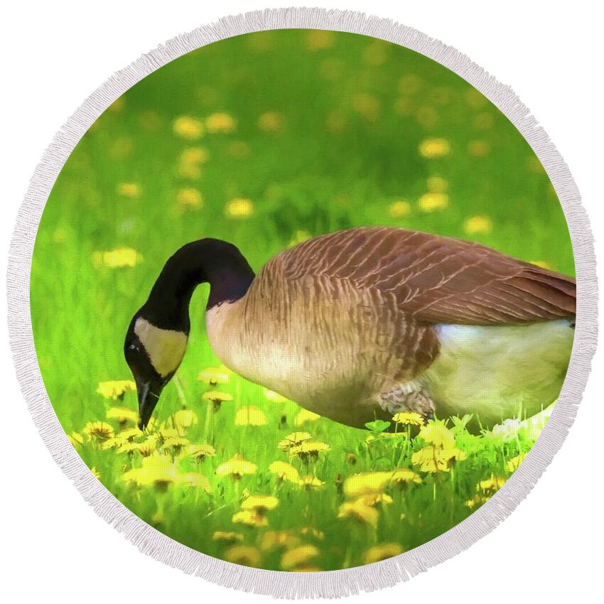 Goose Round Beach Towel featuring the photograph Canadian Goose Eating Dandelions by Susan Rydberg