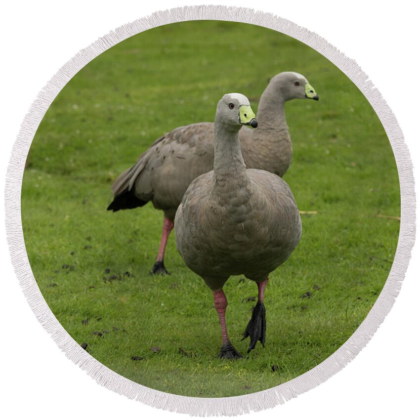 Cape Barren Geese Round Beach Towel featuring the photograph Cape Barren Geese in NZ by Eva Lechner