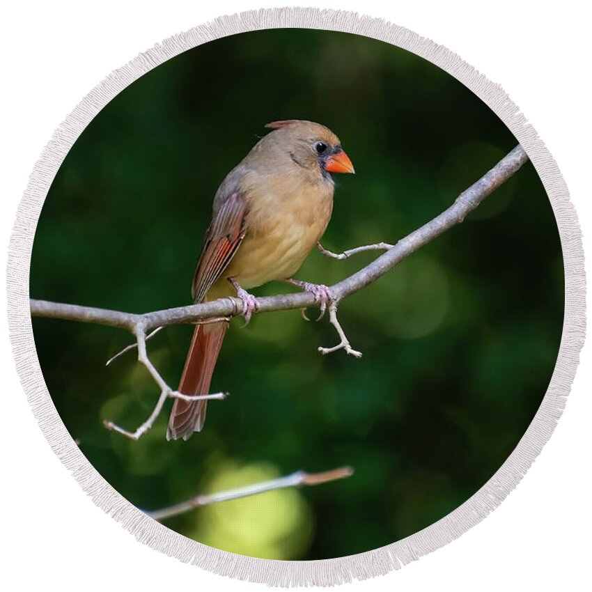 Bird Round Beach Towel featuring the photograph Cardinal in the Spotlight by Rebecca Higgins