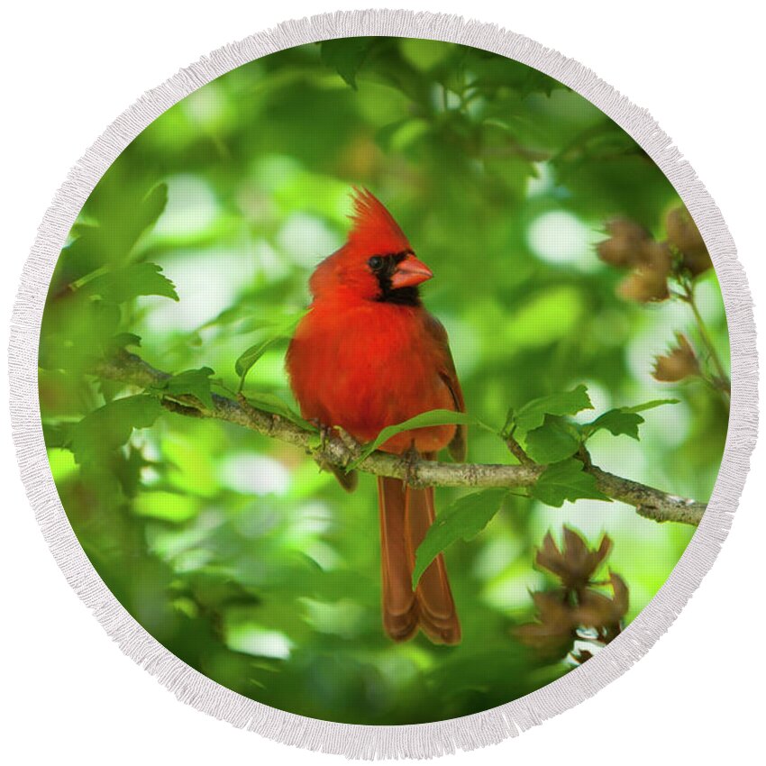 Red Cardinal Round Beach Towel featuring the photograph Cardinal_9951 by Rocco Leone
