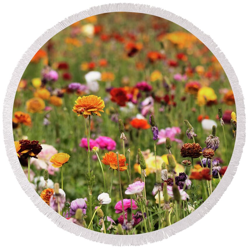 Buttercup Round Beach Towel featuring the photograph Carlsbad Flower fields Giant Tecolote Ranunculus Flowers by Abigail Diane Photography