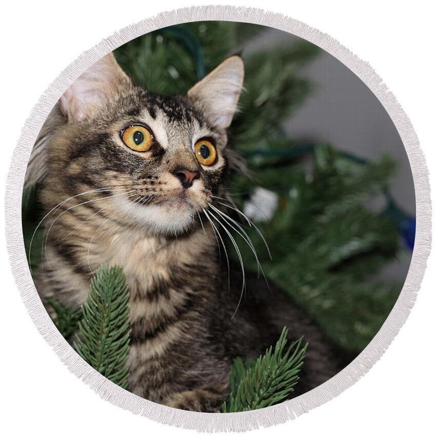 Maine Coon Round Beach Towel featuring the photograph Cat in a Christmas Tree by Mingming Jiang