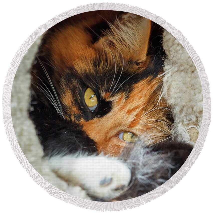 Cat Round Beach Towel featuring the photograph Cat in the House by Rick Deacon