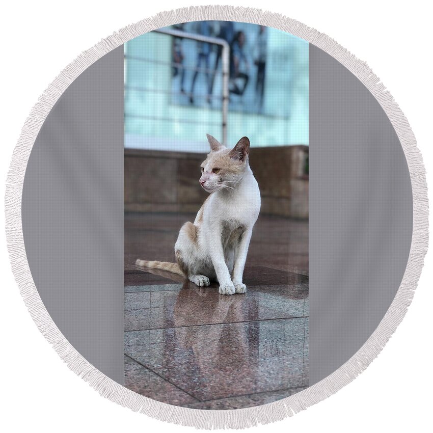 Wallpaper Round Beach Towel featuring the photograph Cat Sitting On Marble Floor by Prashant Dalal