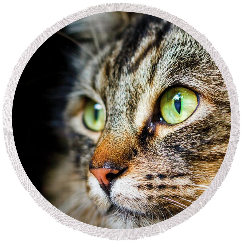 Cat Round Beach Towel featuring the photograph Cat Stare by Rick Deacon
