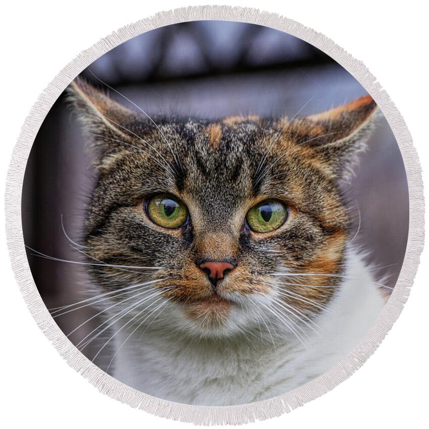 Liza Round Beach Towel featuring the photograph Cat suprised face. Cat looks at camera. Colorful kitten standing on wooden parapet and looks into garden. She watch something. Domestic moggie on watch by Vaclav Sonnek