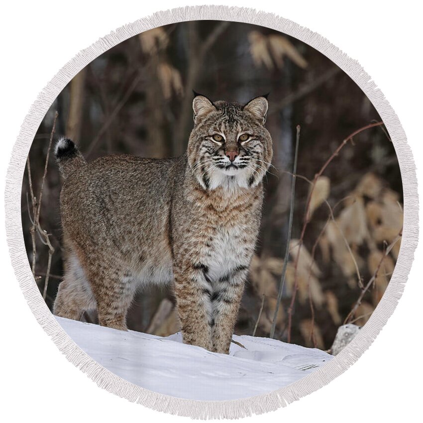 Bobcat Round Beach Towel featuring the photograph Cat walking the forest edge by Duane Cross