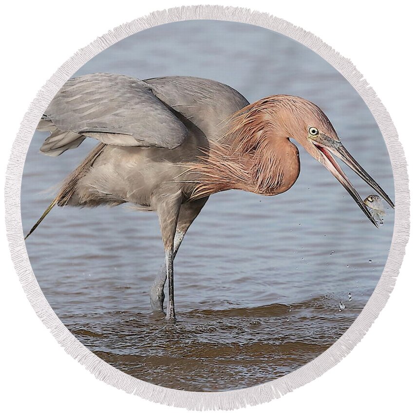 Reddish Egret Round Beach Towel featuring the photograph Catch is not Secured Yet by Mingming Jiang