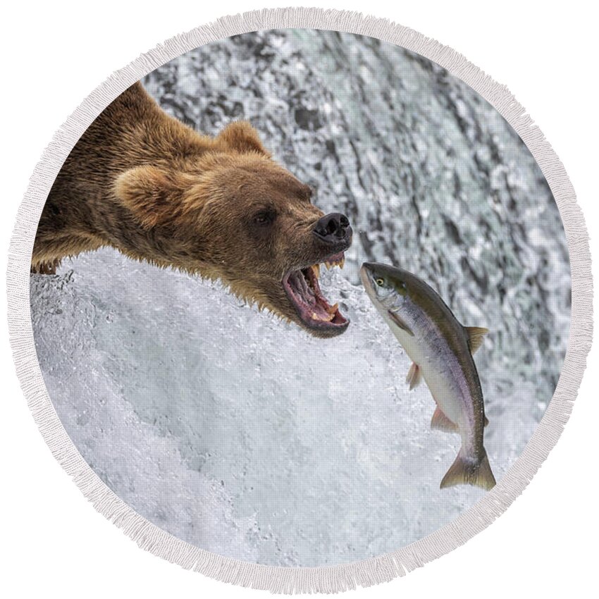 Grizzly Round Beach Towel featuring the photograph Catch of the Day by Randy Robbins
