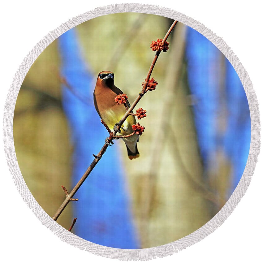 Cedar Waxwing Round Beach Towel featuring the photograph Cedar Waxwing In Spring Maple Tree by Debbie Oppermann