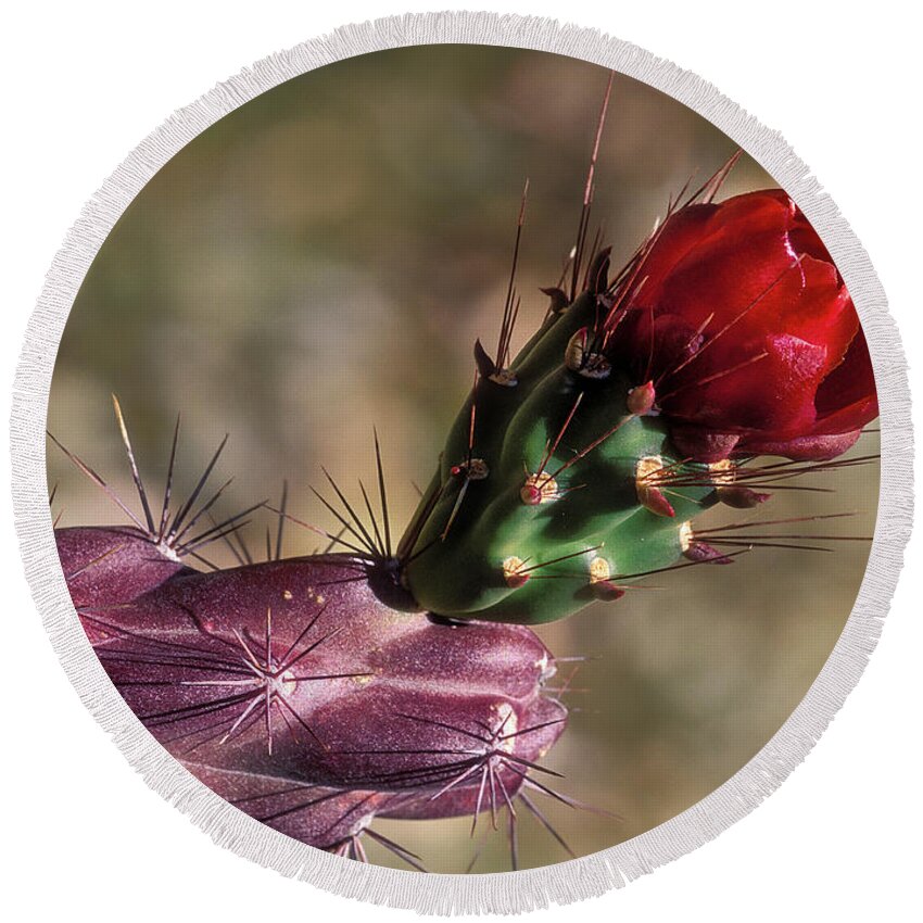Southwest Round Beach Towel featuring the photograph Chain Cholla Cactus Bloom by Sandra Bronstein