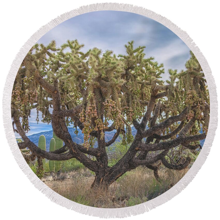 Chain-fruit Cholla Round Beach Towel featuring the photograph Chained-fruit Cholla by Jonathan Nguyen