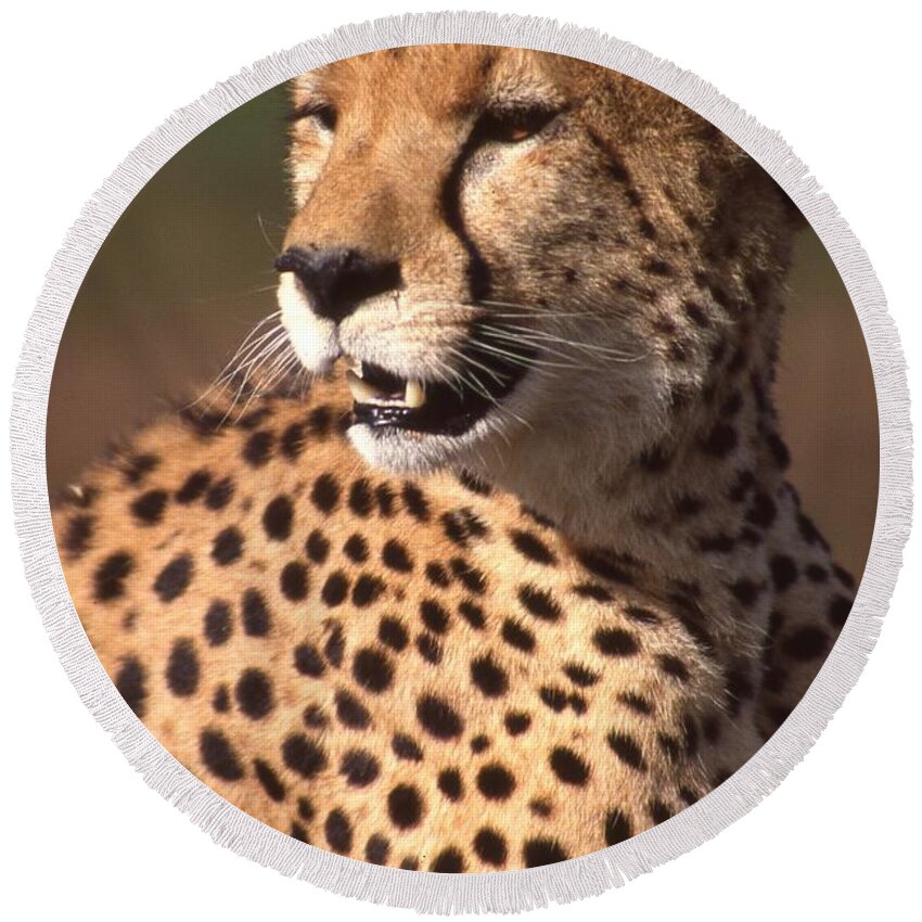 Cheetah Round Beach Towel featuring the photograph Cheetah Profile by Russ Considine
