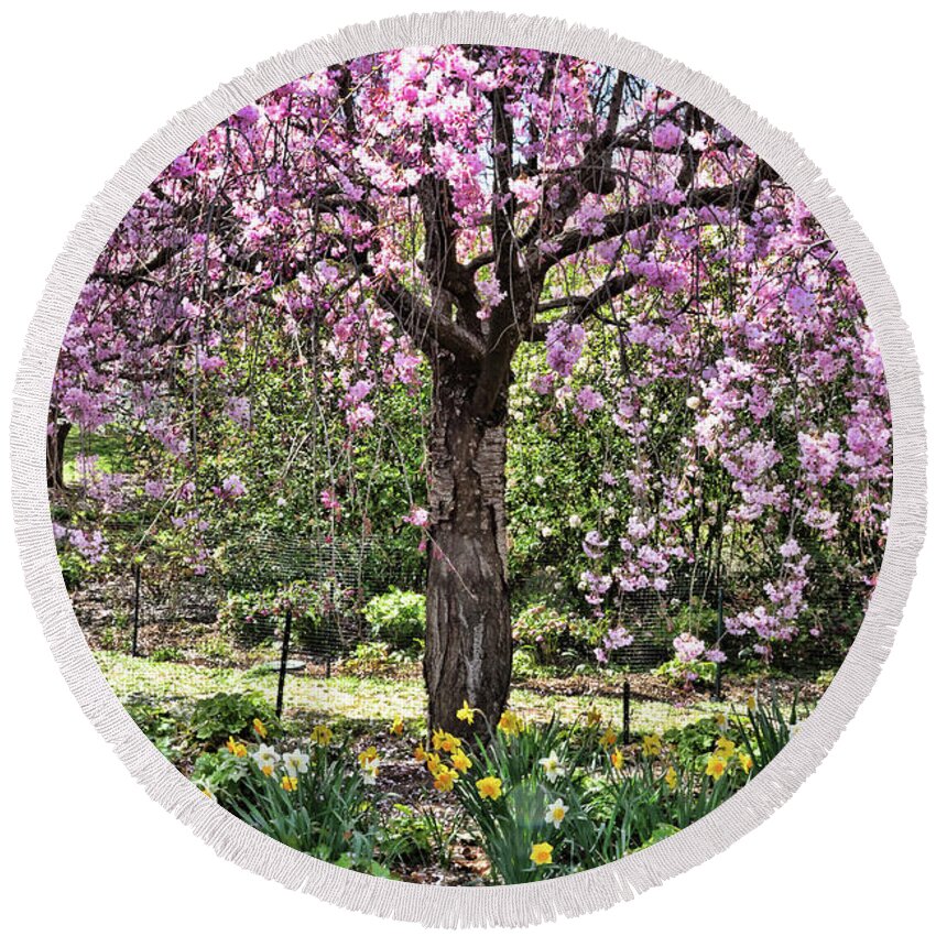 Cherry Blossoms Round Beach Towel featuring the photograph Cherry Blossom Trees of Branch Brook Park 25 by Allen Beatty