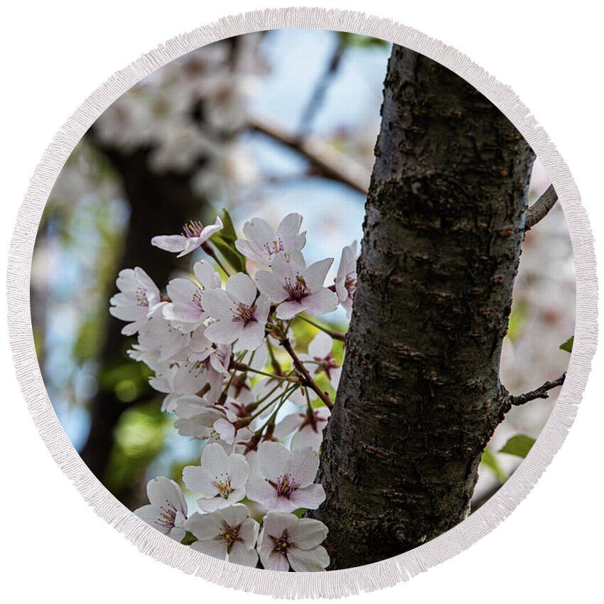 Cherry Blossoms Round Beach Towel featuring the photograph Cherry Blossoms - 22 by David Bearden