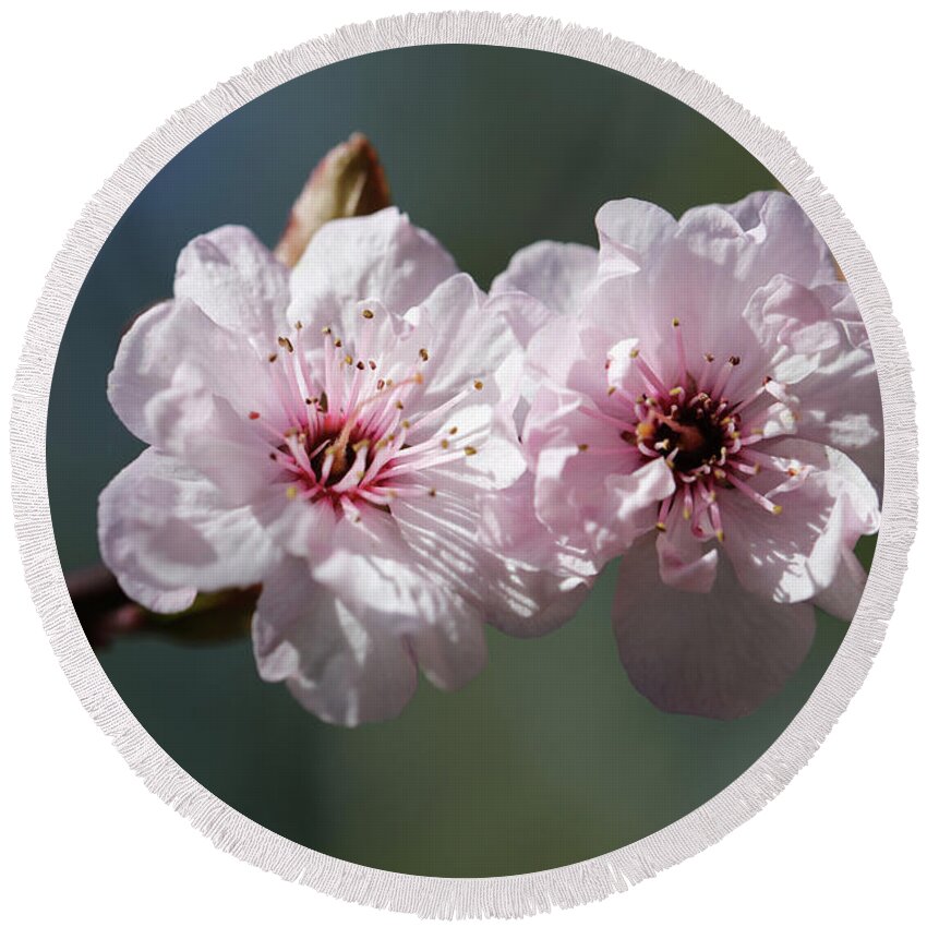 Plum Extract Round Beach Towel featuring the photograph Cherry Blossoms by Tammy Pool