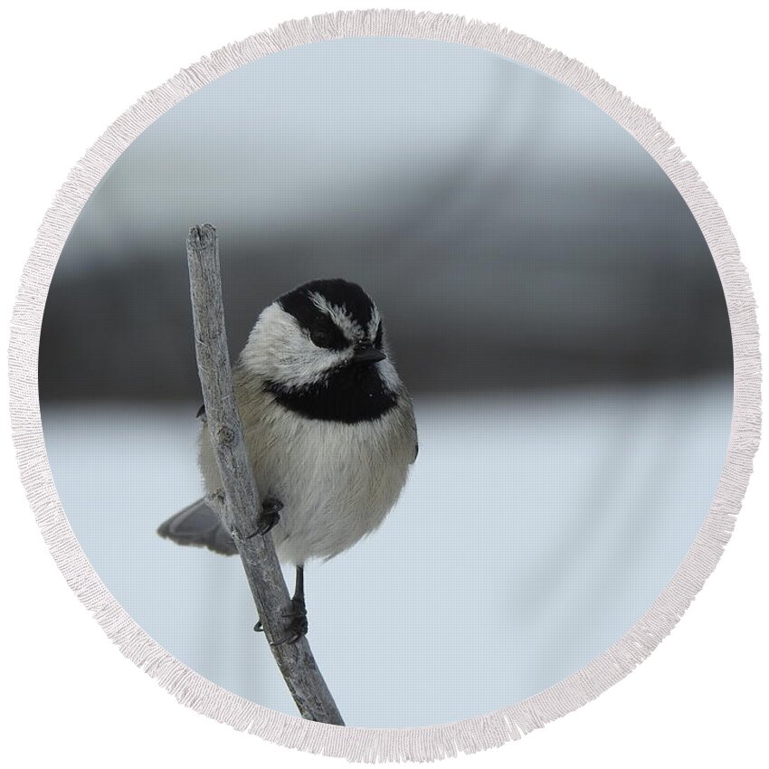 Black Capped Chickadee Round Beach Towel featuring the photograph Chickadee by Nicola Finch