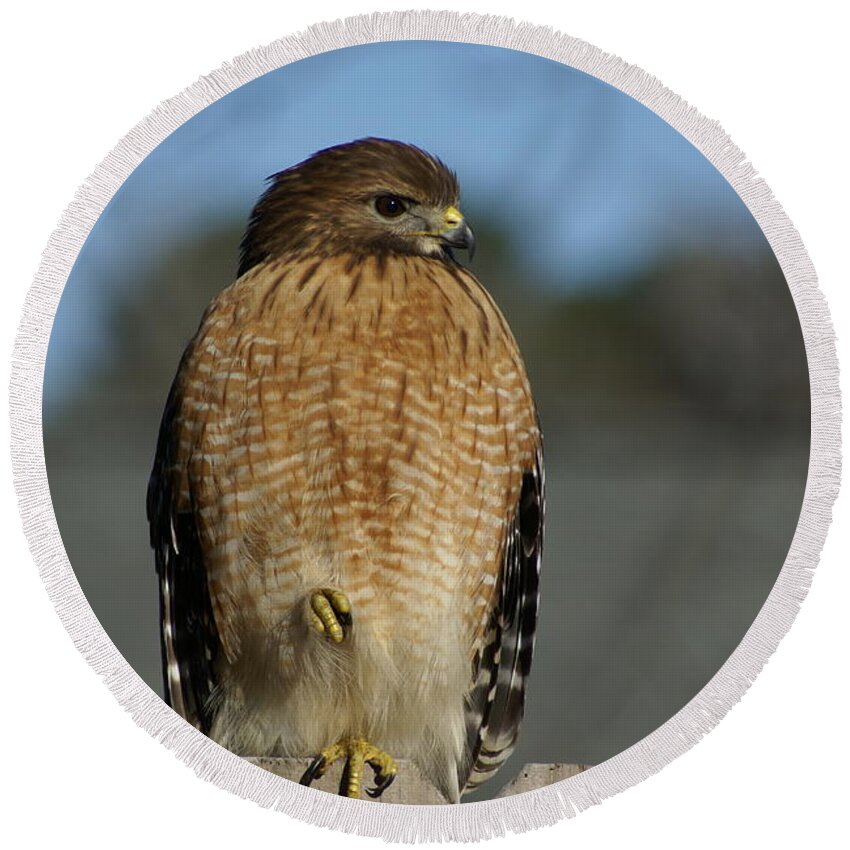  Round Beach Towel featuring the photograph Chilling Hawk by Heather E Harman