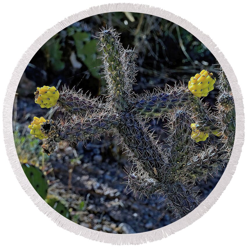 Jon Burch Round Beach Towel featuring the photograph Cholla Cactus Blossoms by Jon Burch Photography