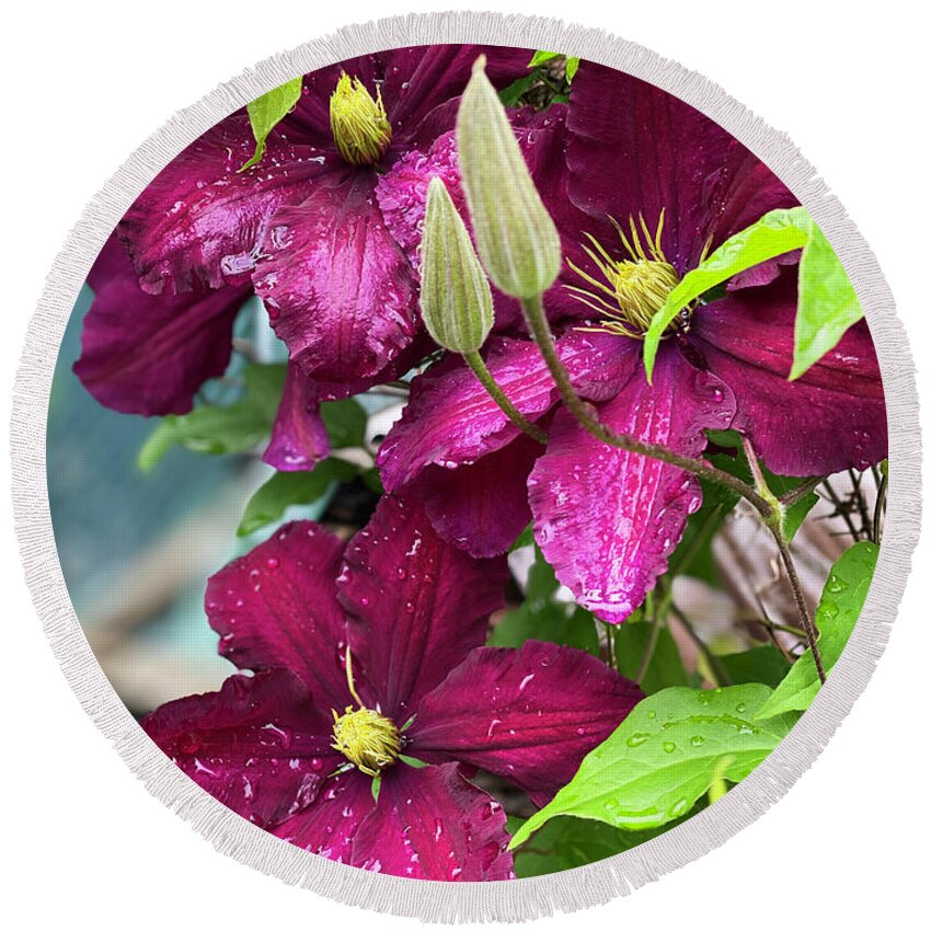 Clematis Round Beach Towel featuring the photograph Clematis in the Rain by Jeanette French