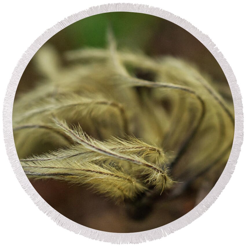 Clematis Seed Heads Round Beach Towel featuring the photograph Clematis seed heads by Iris Richardson