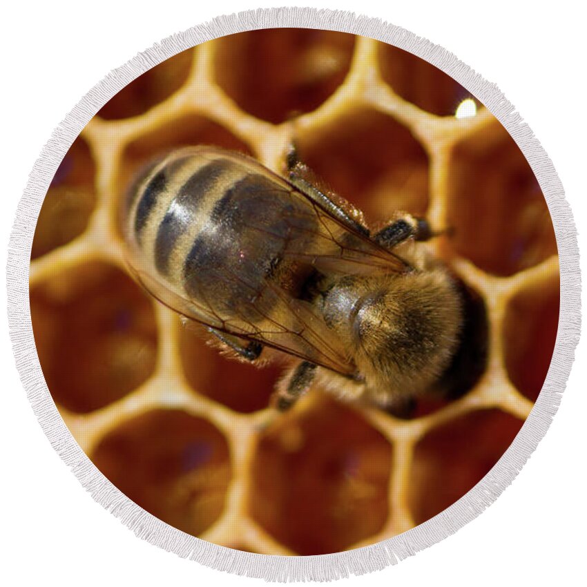 Animal Round Beach Towel featuring the photograph Close-up of one bee on honeycomb by Jean-Luc Farges