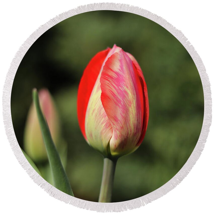 Flora Round Beach Towel featuring the photograph Closed blossom of Tulipa agenensis in the village garden. Love emotion. Beskydy, czech republic. Europe flowers. Summer Flowers. Red and yellow. Outdoors florist's. by Vaclav Sonnek