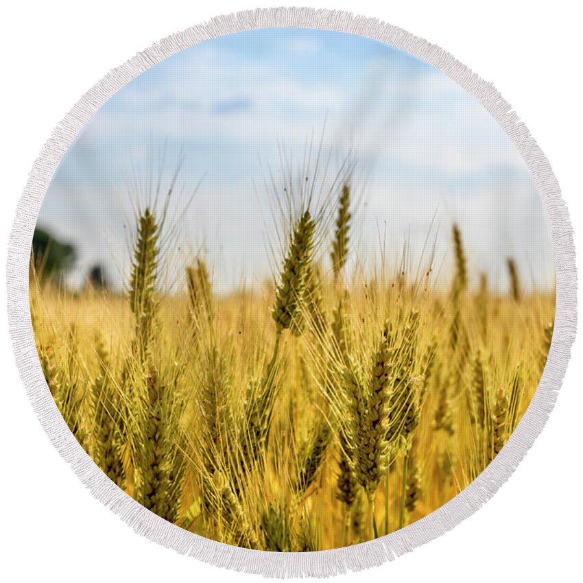 Wheat Round Beach Towel featuring the photograph Closeup of golden wheat ears in field. by Jelena Jovanovic