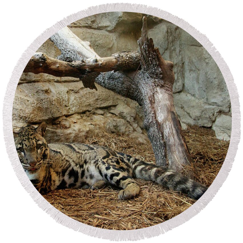 Clouded Leopard Round Beach Towel featuring the photograph Clouded Leopard by Melissa Southern