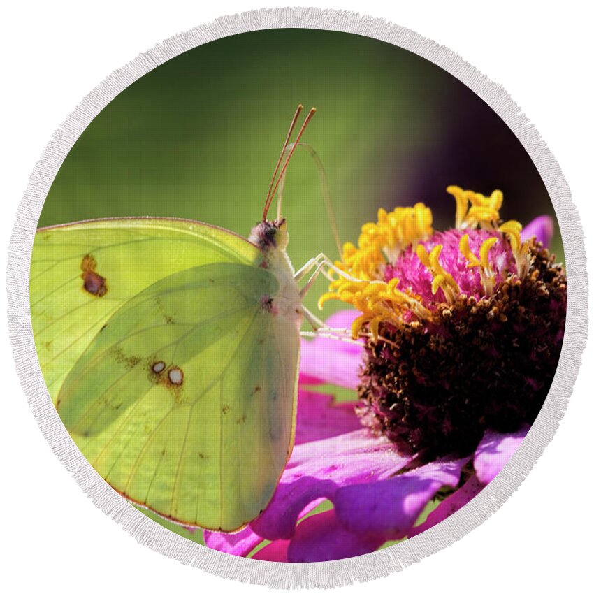 Cloudless Sulfur Round Beach Towel featuring the photograph Cloudless Sulfur Butterfly on Zinnia by Kathy Clark