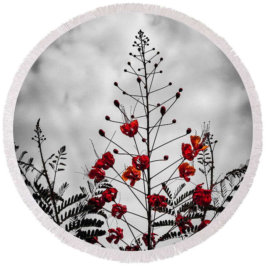 Caesalpinia Pulcherrima Round Beach Towel featuring the photograph Cloudy Day Peacock Flower by W Craig Photography