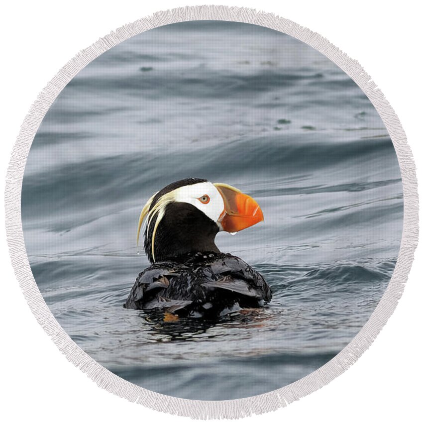 Puffin Round Beach Towel featuring the photograph Clown Bird Puffin by Natural Focal Point Photography