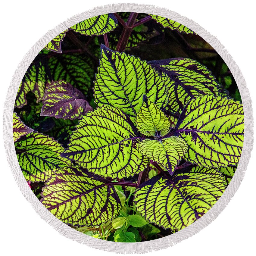 Coleus Round Beach Towel featuring the photograph Coleus by Bill Barber