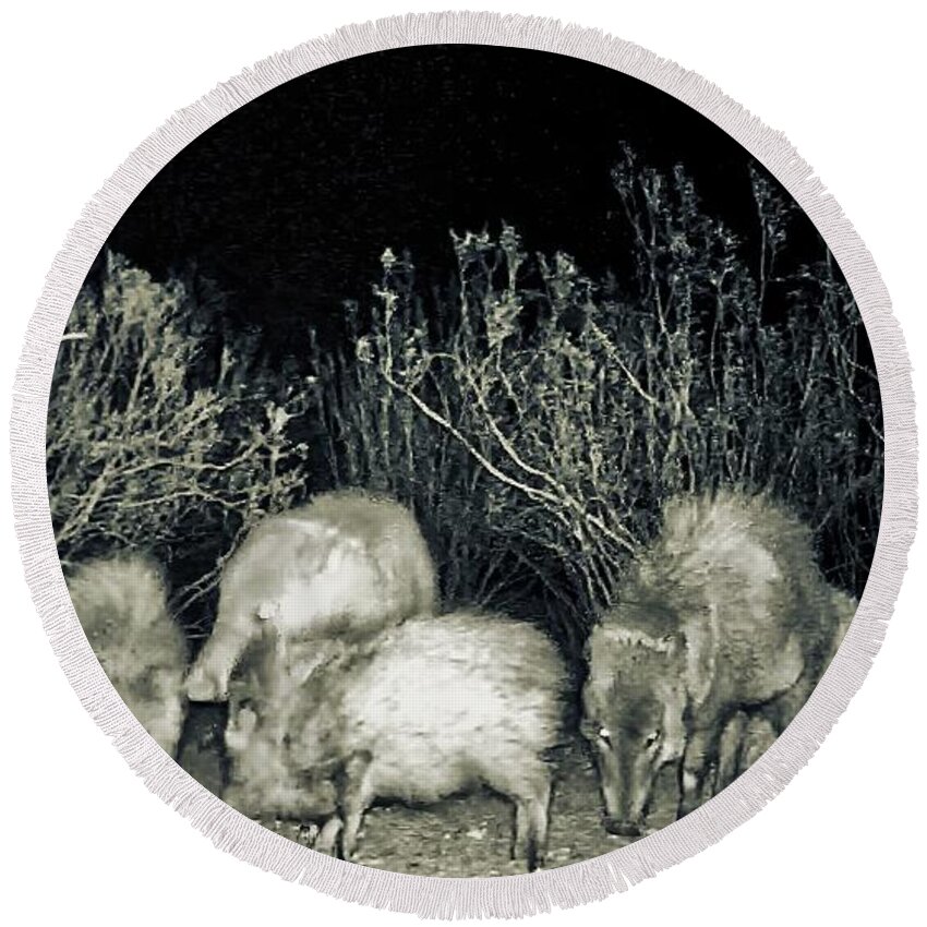 Animals Round Beach Towel featuring the photograph Collared Peccary or Javelina Herd at Night by Judy Kennedy