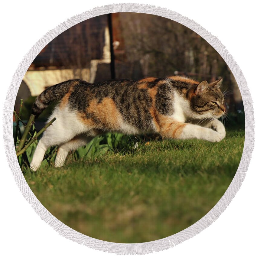 Liza Round Beach Towel featuring the photograph Colored domestic cat jumps over bed of roses by Vaclav Sonnek