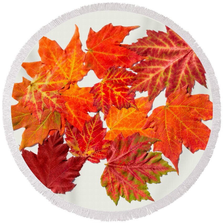 Colorful Round Beach Towel featuring the mixed media Colorful Maple Leaves by Christina Rollo