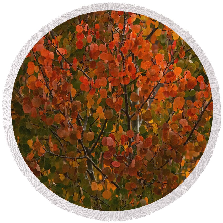 Autumn Round Beach Towel featuring the photograph Colors of the Aspen by Ernest Echols