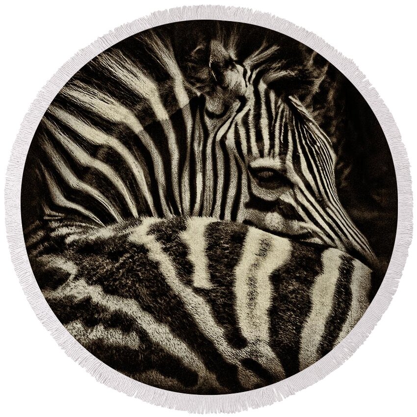 Zebra Round Beach Towel featuring the photograph Comfort by Andrew Paranavitana