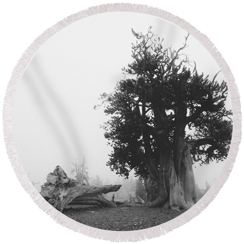 Bristlecone Pine Tree Round Beach Towel featuring the photograph Command by Mark Ross
