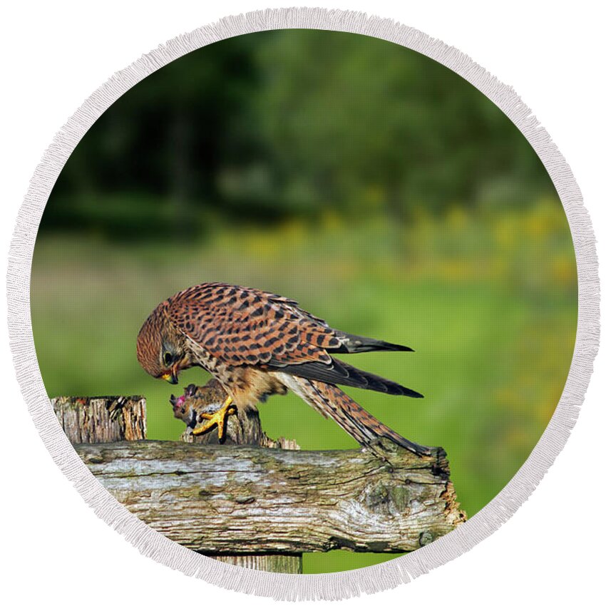 Common Kestrel Round Beach Towel featuring the photograph Common Kestrel with Mouse by Arterra Picture Library