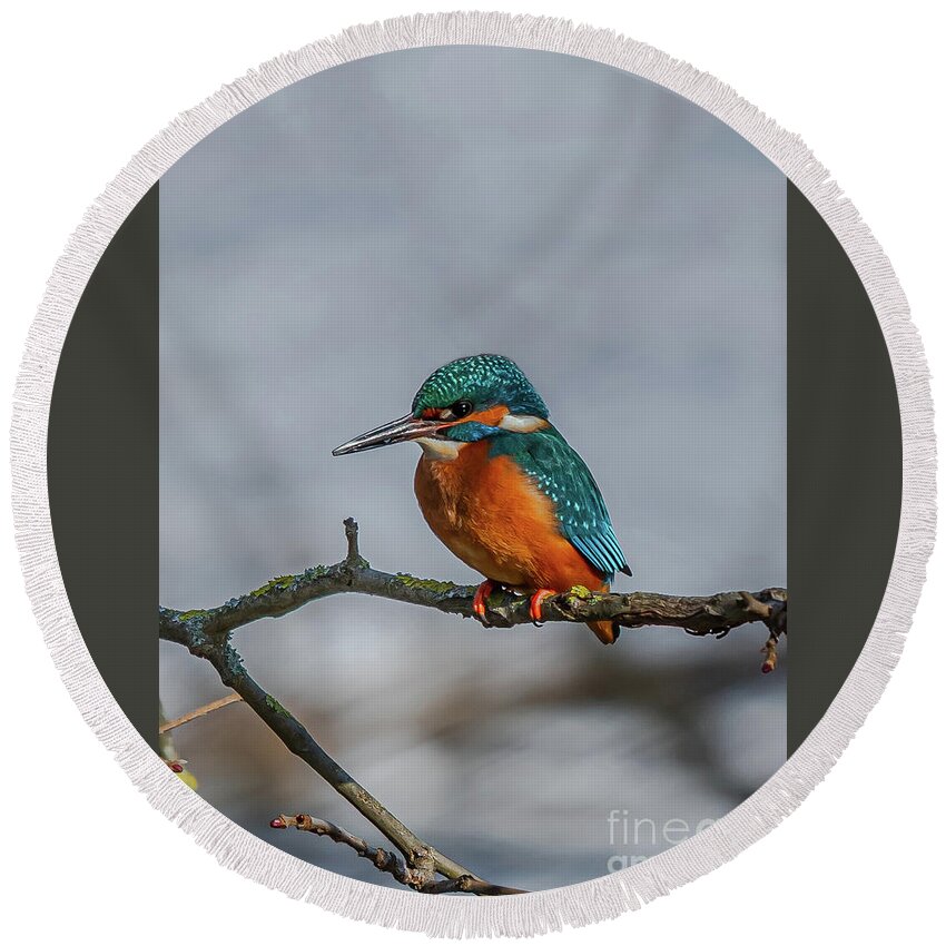 Kingfisher Round Beach Towel featuring the photograph Common Kingfisher, Acedo Atthis, Sits On Tree Branch Watching For Fish by Andreas Berthold