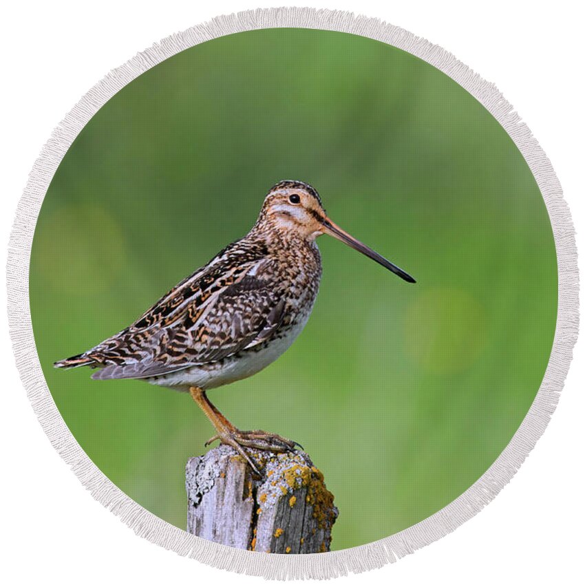 Common Snipe Round Beach Towel featuring the photograph Common Snipe by Arterra Picture Library