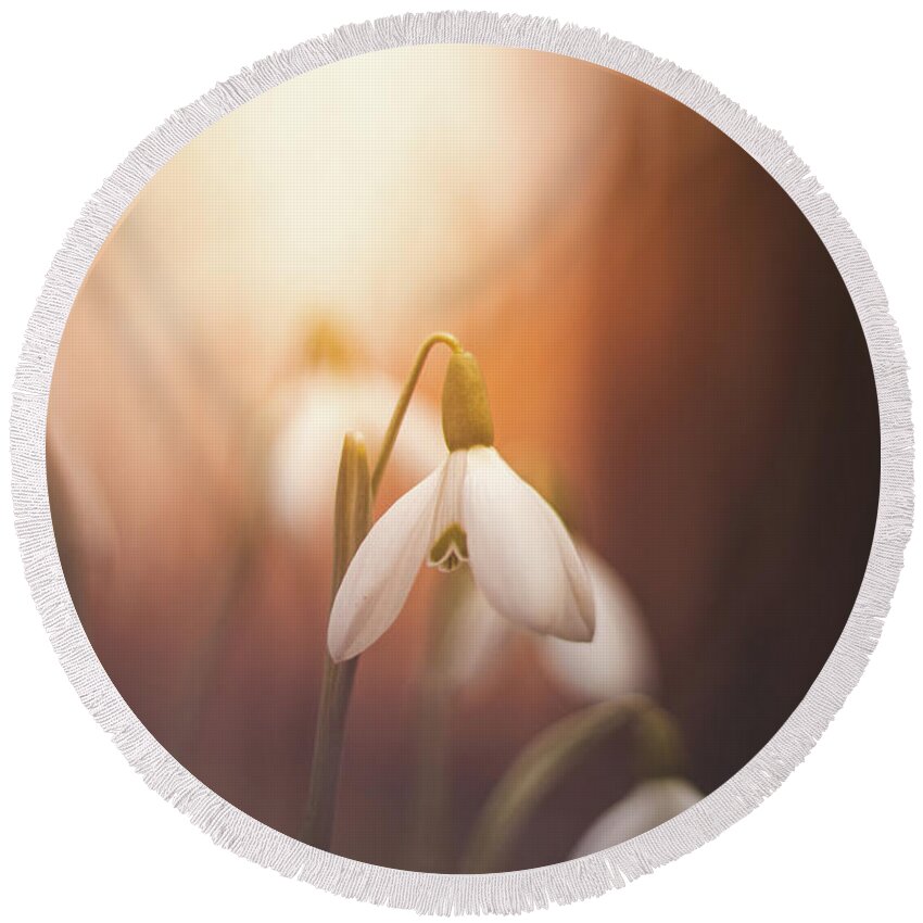 Europe Round Beach Towel featuring the photograph Common snowdrop at sunset. Magic flower sprouting from the soil by Vaclav Sonnek