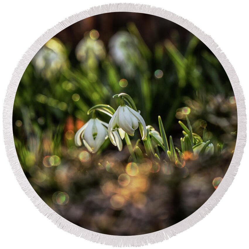 Galanthus Nivalis Round Beach Towel featuring the photograph Galanthus nivalis, growing in beautiful garden by Vaclav Sonnek