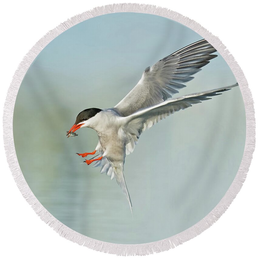 Tern Round Beach Towel featuring the photograph Common Tern In Flight by CR Courson